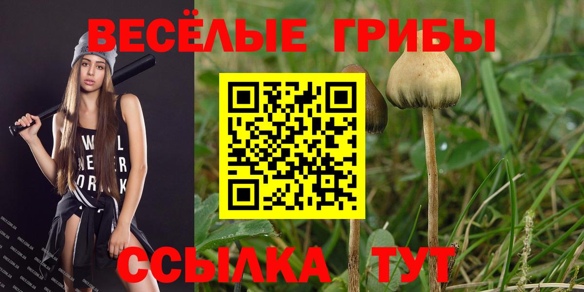 Псилоцибиновые грибы Psilocybe Кандалакша